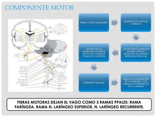 COMPONENTE MOTOR
FIBRAS CORTICOBULBARES
SINAPSIS EN EL NÚCLEO
AMBIGUO
LOS NÚCLEOS AMBIGUOS
RECIBEN SEÑALES
SENSITIVAS QUE INICIAN
RESPUESTAS REFLEJAS
AXONES DE LAS
NEURONAS MOTORAS
SALEN DE LA MEDULA
COMO 8 O 10 RAÍCES
FORÁMEN YUGULAR
MÚSCULO CONSTRICTOR
DE LA FARINGE Y LOS
MÚSCULOS INTRÍNSECOS
DE LA LARINGE
FIBRAS MOTORAS DEJAN EL VAGO COMO 3 RAMAS PPALES: RAMA
FARÍNGEA, RAMA N. LARÍNGEO SUPERIOR, N. LARÍNGEO RECURRENTE.
 