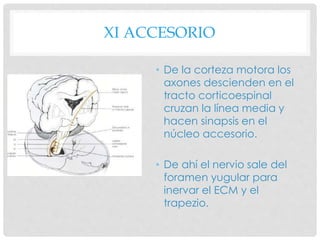 XI ACCESORIO
• De la corteza motora los
axones descienden en el
tracto corticoespinal
cruzan la línea media y
hacen sinapsis en el
núcleo accesorio.
• De ahí el nervio sale del
foramen yugular para
inervar el ECM y el
trapezio.
 