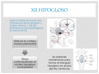 XII HIPOGLOSO
• Inerva todos los músculos
intrínsecos de la lengua y
todos menos 1 de los
extrínsecos (al palatogloso
lo inerva el X).
NMS en la corteza
motora precentral
Fibras
corticobulbares al
núcleo hipogloso
contralateral
Se extiende
rostralmente para
formar el triángulo
hipogloso en el piso
del 4to ventrículo
 