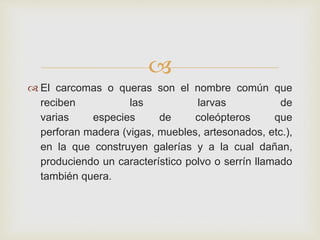 
 El carcomas o queras son el nombre común que
reciben las larvas de
varias especies de coleópteros que
perforan madera (vigas, muebles, artesonados, etc.),
en la que construyen galerías y a la cual dañan,
produciendo un característico polvo o serrín llamado
también quera.
 