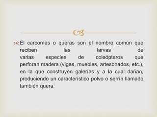 
 El carcomas o queras son el nombre común que
reciben las larvas de
varias especies de coleópteros que
perforan madera (vigas, muebles, artesonados, etc.),
en la que construyen galerías y a la cual dañan,
produciendo un característico polvo o serrín llamado
también quera.
 