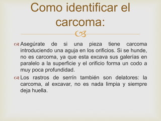 
 Asegúrate de si una pieza tiene carcoma
introduciendo una aguja en los orificios. Si se hunde,
no es carcoma, ya que esta excava sus galerías en
paralelo a la superficie y el orificio forma un codo a
muy poca profundidad.
 Los rastros de serrín también son delatores: la
carcoma, al excavar, no es nada limpia y siempre
deja huella.
Como identificar el
carcoma:
 