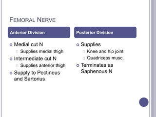 FEMORAL NERVE 
Anterior Division Posterior Division 
 Medial cut N 
Supplies medial thigh 
 Intermediate cut N 
Supplies anterior thigh 
 Supply to Pectineus 
and Sartorius 
 Supplies 
Knee and hip joint 
Quadriceps musc. 
 Terminates as 
Saphenous N 
 