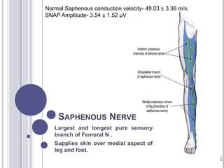 Normal Saphenous conduction velocity- 49.03 ± 3.36 m/s. 
SNAP Amplitude- 3.54 ± 1.52 μV 
SAPHENOUS NERVE 
Largest and longest pure sensory 
branch of Femoral N . 
Supplies skin over medial aspect of 
leg and foot. 
 