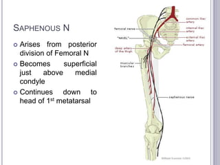 SAPHENOUS N 
 Arises from posterior 
division of Femoral N 
 Becomes superficial 
just above medial 
condyle 
 Continues down to 
head of 1st metatarsal 
 