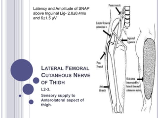 Latency and Amplitude of SNAP 
above Inguinal Lig- 2.8±0.4ms 
and 6±1.5 μV 
LATERAL FEMORAL 
CUTANEOUS NERVE 
OF THIGH 
L2-3. 
Sensory supply to 
Anterolateral aspect of 
thigh. 
 