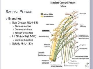 SACRAL PLEXUS 
 Branches 
Sup Gluteal N(L4-S1) 
 Gluteus medius 
 Gluteus minimus 
 Tensor facsia lata 
Inf Gluteal N(L5-S1) 
 Gluteux maximus 
Sciatic N (L4-S3) 
 