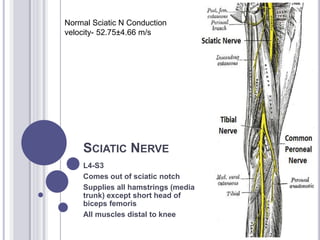 Normal Sciatic N Conduction 
velocity- 52.75±4.66 m/s 
SCIATIC NERVE 
L4-S3 
Comes out of sciatic notch 
Supplies all hamstrings (medial 
trunk) except short head of 
biceps femoris 
All muscles distal to knee 
 