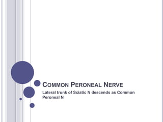 COMMON PERONEAL NERVE 
Lateral trunk of Sciatic N descends as Common 
Peroneal N 
 