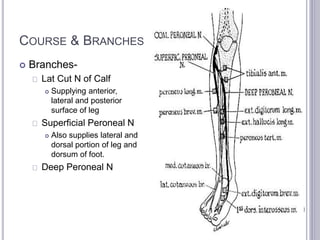 COURSE & BRANCHES 
 Branches- 
Lat Cut N of Calf 
 Supplying anterior, 
lateral and posterior 
surface of leg 
Superficial Peroneal N 
 Also supplies lateral and 
dorsal portion of leg and 
dorsum of foot. 
Deep Peroneal N 
 