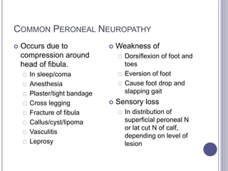 COMMON PERONEAL NEUROPATHY 
 Occurs due to 
compression around 
head of fibula. 
In sleep/coma 
Anesthesia 
Plaster/tight bandage 
Cross legging 
Fracture of fibula 
Callus/cyst/lipoma 
Vasculitis 
Leprosy 
 Weakness of 
Dorsiflexion of foot and 
toes 
Eversion of foot 
Cause foot drop and 
slapping gait 
 Sensory loss 
In distribution of 
superficial peroneal N 
or lat cut N of calf, 
depending on level of 
lesion 
 