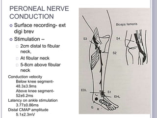 PERONEAL NERVE 
CONDUCTION 
 Surface recording- ext 
digi brev 
 Stimulation – 
2cm distal to fibular 
neck, 
At fibular neck 
5-8cm above fibular 
neck 
Conduction velocity 
Below knee segment- 
48.3±3.9ms 
Above knee segment- 
52±6.2ms 
Latency on ankle stimulation 
3.77±0.86ms 
Distal CMAP amplitude 
5.1±2.3mV 
 