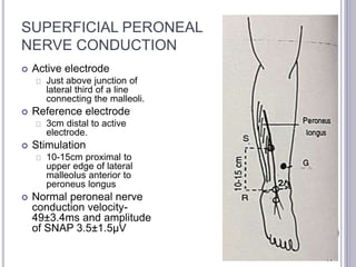 SUPERFICIAL PERONEAL 
NERVE CONDUCTION 
 Active electrode 
Just above junction of 
lateral third of a line 
connecting the malleoli. 
 Reference electrode 
3cm distal to active 
electrode. 
 Stimulation 
10-15cm proximal to 
upper edge of lateral 
malleolus anterior to 
peroneus longus 
 Normal peroneal nerve 
conduction velocity- 
49±3.4ms and amplitude 
of SNAP 3.5±1.5μV 
 