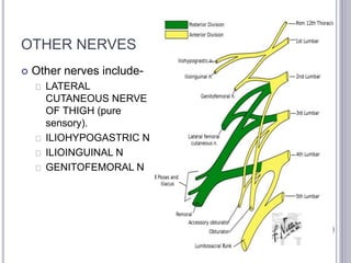 OTHER NERVES 
 Other nerves include- 
LATERAL 
CUTANEOUS NERVE 
OF THIGH (pure 
sensory). 
ILIOHYPOGASTRIC N 
ILIOINGUINAL N 
GENITOFEMORAL N 
 