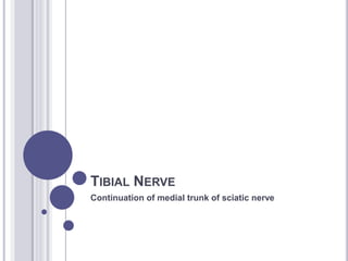 TIBIAL NERVE 
Continuation of medial trunk of sciatic nerve 
 