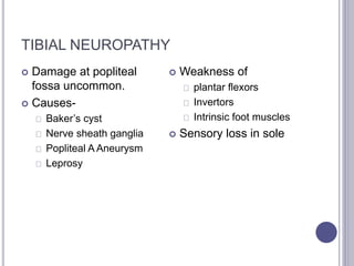 TIBIAL NEUROPATHY 
 Damage at popliteal 
fossa uncommon. 
 Causes- 
Baker’s cyst 
Nerve sheath ganglia 
Popliteal A Aneurysm 
Leprosy 
 Weakness of 
plantar flexors 
Invertors 
Intrinsic foot muscles 
 Sensory loss in sole 
 