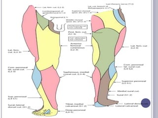 Nerve Conduction Studies- Lower Leg