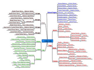 Nerve Conduction Studies- Lower Leg
