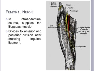FEMORAL NERVE 
 In intraabdominal 
course, supplies the 
iliopsoas muscle. 
 Divides to anterior and 
posterior division after 
crossing Inguinal 
ligament. 
 