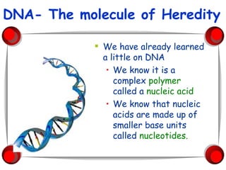 DNA- The molecule of Heredity We have already learned a little on DNA We know it is a complex  polymer  called a  nucleic acid We know that nucleic acids are made up of smaller base units called  nucleotides. 