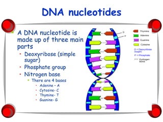 DNA nucleotides A DNA nucleotide is made up of three main parts Deoxyribose (simple sugar) Phosphate group Nitrogen base There are 4 bases Adenine – A Cytosine- C Thymine- T Guanine- G 