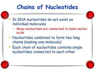 Chains of Nucleotides In DNA nucleotides do not exist as individual molecules Many nucleotides are connected to make nucleic acids Nucleotides combined to form two long chains (making one molecule) Each chain of nucleotides contains single nucleotides connected to each other 