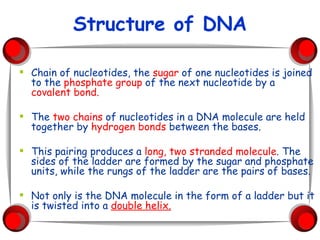 Structure of DNA Chain of nucleotides, the  sugar  of one nucleotides is joined to the  phosphate group  of the next nucleotide by a  covalent bond. The  two chains  of nucleotides in a DNA molecule are held together by  hydrogen bonds  between the bases.  This pairing produces a  long, two stranded molecule . The sides of the ladder are formed by the sugar and phosphate units, while the rungs of the ladder are the pairs of bases. Not only is the DNA molecule in the form of a ladder but it is twisted into a  double helix. 