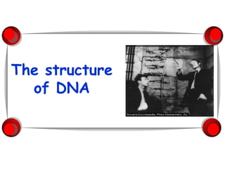 The structure of DNA 