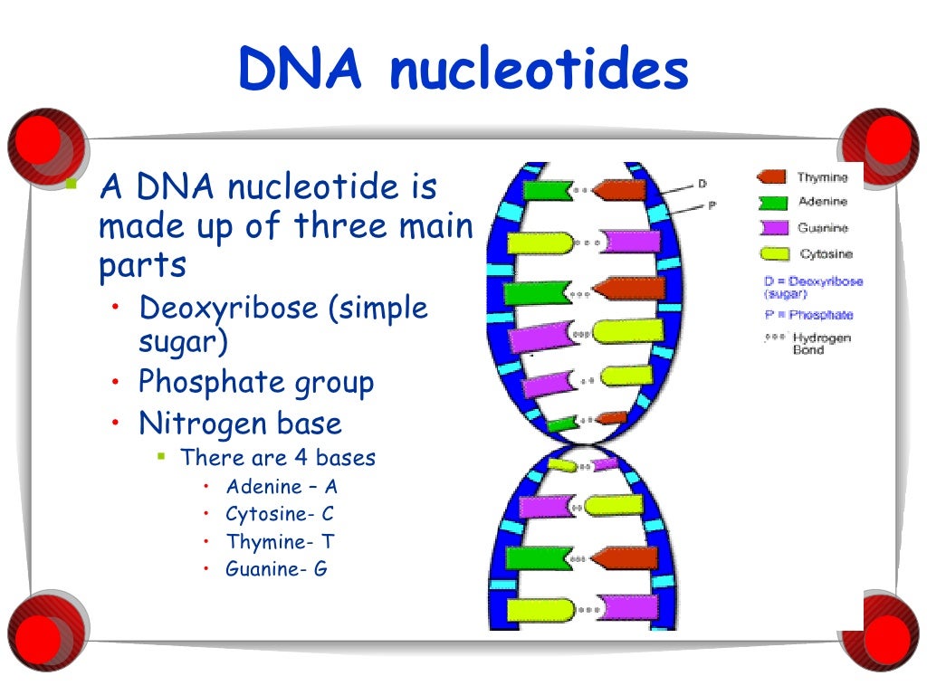 Ncvps bcr dna structure