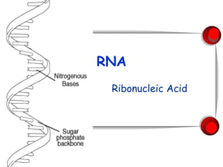 RNA Ribonucleic Acid 