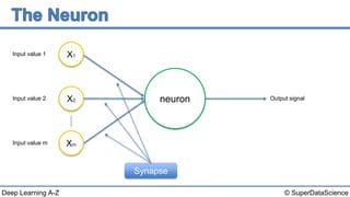 © SuperDataScienceDeep Learning A-Z
neuron
Input value 1
Input value 2
Input value m
X1
X2
Xm
Output signal
Synapse
 
