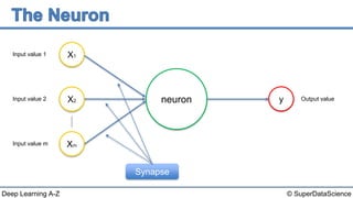 © SuperDataScienceDeep Learning A-Z
neuron
Input value 1
Input value 2
Input value m
X1
X2
Xm
y Output value
Synapse
 