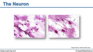 © SuperDataScienceDeep Learning A-Z
Image Source: www.austincc.edu
 