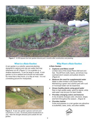 Figure 1. A 200-square foot rain garden blooms just 2 months after construction and planting.


             What is a Rain Garden                                       Why Plant a Rain Garden
A rain garden is a colorful, perennial planting                A Rain Garden
designed to capture and use rain water that may                ♦ Captures and filters runoff
otherwise run off. (Figure 1) It is a garden in a                 Limited rains of the Great Plains fall hard and
shallow depression. It can be large or small. A rain              fast. Runoff from roofs, lawns, and drives may
garden is not a wetland and should not hold water                 overload storm sewers and pollute streams.
for more than a few hours, or a day at most. It is not            (Figure 2)
a breeding ground for mosquitoes.
                                                               ♦ Reduces the need for supplemental water
                                                                  Water is often limited in the Great Plains.
                                                                  Maintaining a green and colorful yard with rural
                                                                  or municipal water can be expensive.
                                                               ♦ Grows healthy plants using good water
                                                                  Rain is high quality water, good for plants; while
                                                                  well water may be poor for plant health.
                                                               ♦ Provides changing colors and textures
                                                                  A mix of plants changes color, structure, shape,
                                                                  and form throughout the season. (Figure 5)
                                                               ♦ Provides habitat
                                                                  Forbs and grasses in a rain garden are attractive
                                                                  to butterflies, bees, birds, and other wildlife.


Figure 2. A new rain garden captures roof and yard
runoff from a ½ inch, 15-minute prairie thunderstorm in
July. Note the drought stressed yard outside the rain
garden.
                                                           2
 