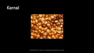Kernel
CC BY-SA 3.0 http://en.wikipedia.org/wiki/Corn_kernel
 
