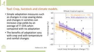 • Simple adaptation measures such
as changes in crop sowing dates
and changes in varieties can
increase crop yields by an
average of 7–15% when
compared with no adaptation
• The benefits of adaptation vary
with crop and with temperature
and rainfall changes
Tool: Crop, livestock and climate models
Challinor et al., 2014
 
