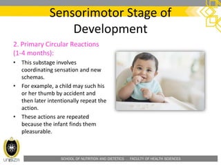 SCHOOL OF NUTRITION AND DIETETICS . FACULTY OF HEALTH SCIENCES
Sensorimotor Stage of
Development
2. Primary Circular Reactions
(1-4 months):
• This substage involves
coordinating sensation and new
schemas.
• For example, a child may such his
or her thumb by accident and
then later intentionally repeat the
action.
• These actions are repeated
because the infant finds them
pleasurable.
 
