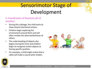 SCHOOL OF NUTRITION AND DIETETICS . FACULTY OF HEALTH SCIENCES
Sensorimotor Stage of
Development
4. Coordination of Reactions (8-12
months):
• During this substage, the child starts to
show clearly intentional actions.
• Children begin exploring the
environment around them and will
often imitate the observed behavior of
others.
• The understanding of objects also
begins during this time and children
begin to recognize certain objects as
having specific qualities.
• For example, a child might realize that a
rattle will make a sound when shaken.
 