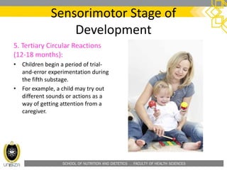 SCHOOL OF NUTRITION AND DIETETICS . FACULTY OF HEALTH SCIENCES
Sensorimotor Stage of
Development
5. Tertiary Circular Reactions
(12-18 months):
• Children begin a period of trial-
and-error experimentation during
the fifth substage.
• For example, a child may try out
different sounds or actions as a
way of getting attention from a
caregiver.
 