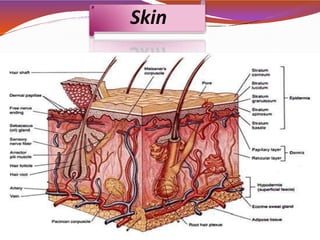 Skin
 