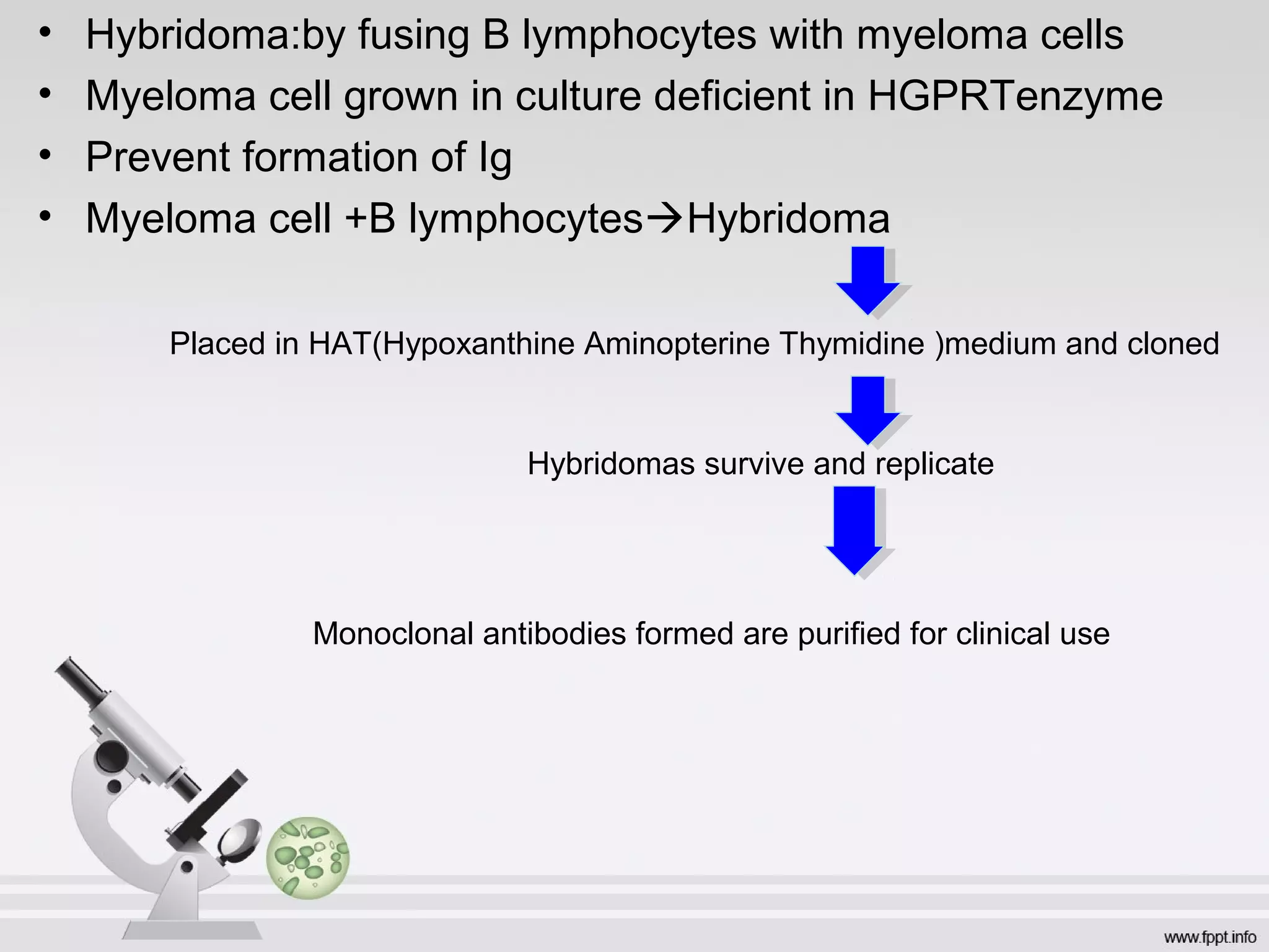 • Hybridoma:by fusing B lymphocytes with myeloma cells
• Myeloma cell grown in culture deficient in HGPRTenzyme
• Prevent formation of Ig
• Myeloma cell +B lymphocytesHybridoma
Placed in HAT(Hypoxanthine Aminopterine Thymidine )medium and cloned
Hybridomas survive and replicate
Monoclonal antibodies formed are purified for clinical use