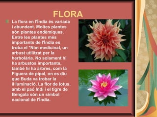 FLORA
La flora en l'Índia és variada
i abundant. Moltes plantes
són plantes endèmiques.
Entre les plantes més
importants de l'Índia es
troba el *Nim medicinal, un
arbust utilitzat per la
herbolària. No solament hi
ha arbustos importants,
també hi ha arbres, com la
Figuera de pipal, on es diu
que Buda va trobar la
il·luminació. La flor de lotus,
amb el paó Indi i el tigre de
Bengala són un símbol
nacional de l'Índia.

 