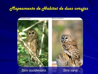 Mapeamento de Habitat de duas corujas




     Strix occidentalis   Strix varia
 