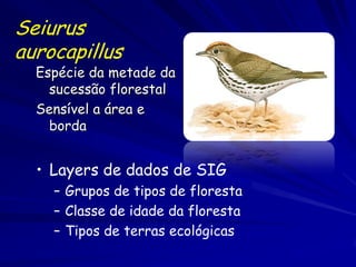Seiurus
aurocapillus
  Espécie da metade da
    sucessão florestal
  Sensível a área e
    borda
                         Illustration by Trevor Boyer, Linden Artists Ltd.




  • Layers de dados de SIG
    – Grupos de tipos de floresta
    – Classe de idade da floresta
    – Tipos de terras ecológicas
 