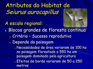 Atributos do Habitat de
Seiurus aurocapillus
A escala regional:
Blocos grandes de floresta continua
       Critério – Sucesso reprodutivo
       Depende do paisagem
           Necessidades de área variaram de 100 ha
            no paisagem florestado a 550 ha em
            paisagem dominado pela agricultura
           Efeitos de borda variaram de 50 a 250
            metros
 