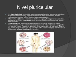 Nivel pluricelular
    5.- Nivel pluricelular: constituido por aquellos seres formados por más de una célula.
    Surge de la diferenciación y especialización celular. En él encontramos distintos
    niveles de complejidad: tejidos, órganos, sistemas y aparatos.
    Mientras los tejidos son conjuntos de células de origen y forma parecida que realizan
    las mismas funciones, los órganos son un conjunto de tejidos diferentes que realizan
    actos concretos.
    Los sistemas son conjuntos de órganos parecidos, al estar constituidos por los
    mismos tejidos, pero que realizan actos completamente independientes. Los aparatos
    (Ej. aparato digestivo), formados por órganos que pueden ser muy diferentes entre sí
    (Ej. dientes, lengua, estómago, etc...), realizan actos coordinados para constituir lo que
    se llama una función biológica (Ej. nutrición).
 