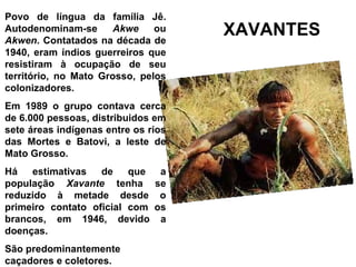 Povo de língua da família Jê.
Autodenominam-se       Akwe
Akwen. Contatados na década de
                               ou    XAVANTES
1940, eram índios guerreiros que
resistiram à ocupação de seu
território, no Mato Grosso, pelos
colonizadores.
Em 1989 o grupo contava cerca
de 6.000 pessoas, distribuidos em
sete áreas indígenas entre os rios
das Mortes e Batovi, a leste de
Mato Grosso.
Há   estimativas   de    que  a
população Xavante tenha se
reduzido à metade desde o
primeiro contato oficial com os
brancos, em 1946, devido a
doenças.
São predominantemente
caçadores e coletores.
 