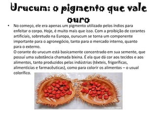 Urucum: o pigmento que vale
ouro• No começo, ele era apenas um pigmento utilizado pelos índios para
enfeitar o corpo. Hoje, é muito mais que isso. Com a proibição de corantes
artificiais, sobretudo na Europa, ourucum se torna um componente
importante para o agronegócio, tanto para o mercado interno, quanto
para o externo.
O corante do urucum está basicamente concentrado em sua semente, que
possuí uma substância chamada bixina. É ela que dá cor aos tecidos e aos
alimentos, tanto produzidos pelas indústrias (têxteis, frigoríficas,
alimentícias e farmacêuticas), como para colorir os alimentos – o usual
colorífico.
 