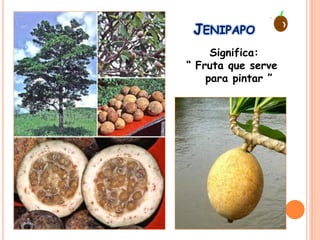 JENIPAPO
Significa:
“ Fruta que serve
para pintar ”
 