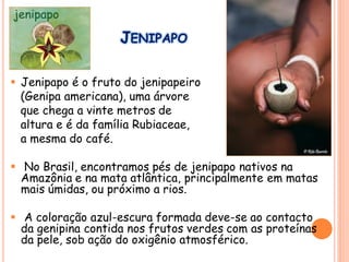 JENIPAPO
 Jenipapo é o fruto do jenipapeiro
(Genipa americana), uma árvore
que chega a vinte metros de
altura e é da família Rubiaceae,
a mesma do café.
 No Brasil, encontramos pés de jenipapo nativos na
Amazônia e na mata atlântica, principalmente em matas
mais úmidas, ou próximo a rios.
 A coloração azul-escura formada deve-se ao contacto
da genipina contida nos frutos verdes com as proteínas
da pele, sob ação do oxigênio atmosférico.
 